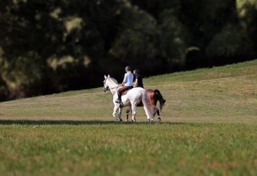 Reiterin auf einem Feld