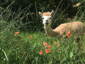 Alpaka auf einem Mohnfeld
